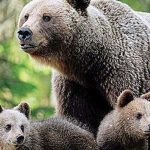 Ucraina: O rană deschisă în inima Europei